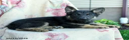 German Shepherd dogs for sale: Axel - Ad 5