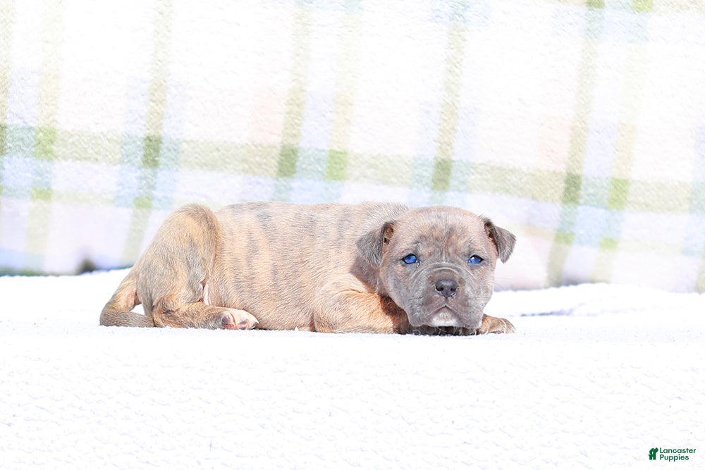 Mixed Breed dogs Junco - European Doberdane Blue Brindle! - Ad 5