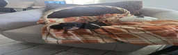 Miniature Dachshund dogs for sale: Mia - Ad 4