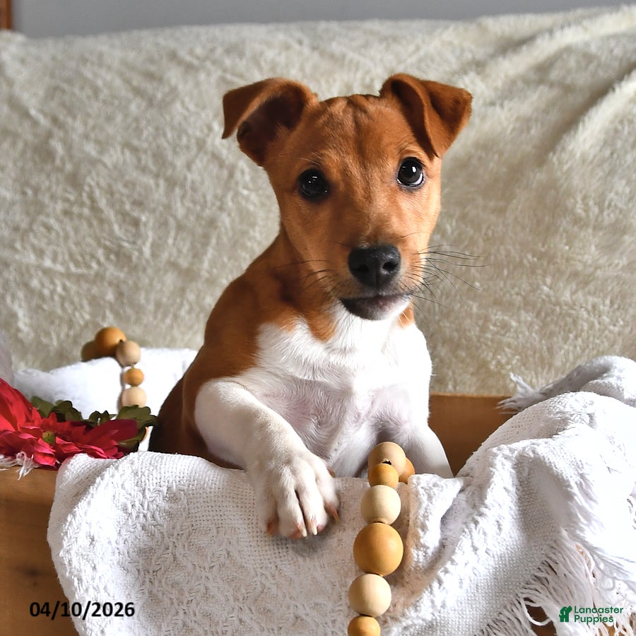 Jack Russell Terrier dogs Puddles  - Ad 1