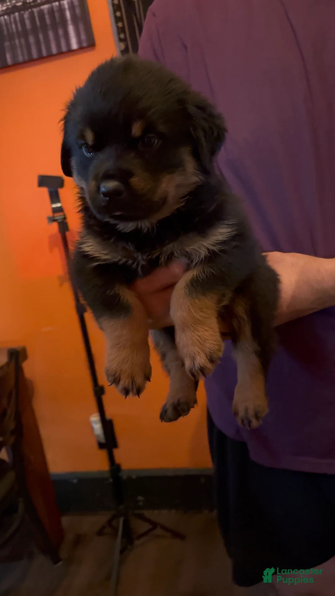 Rottweiler dogs for sale: Rottweiler Puppy 5 - Ad 1