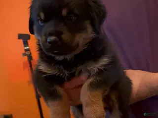 Rottweiler dogs for sale: Rottweiler Puppy 5 - Ad 2