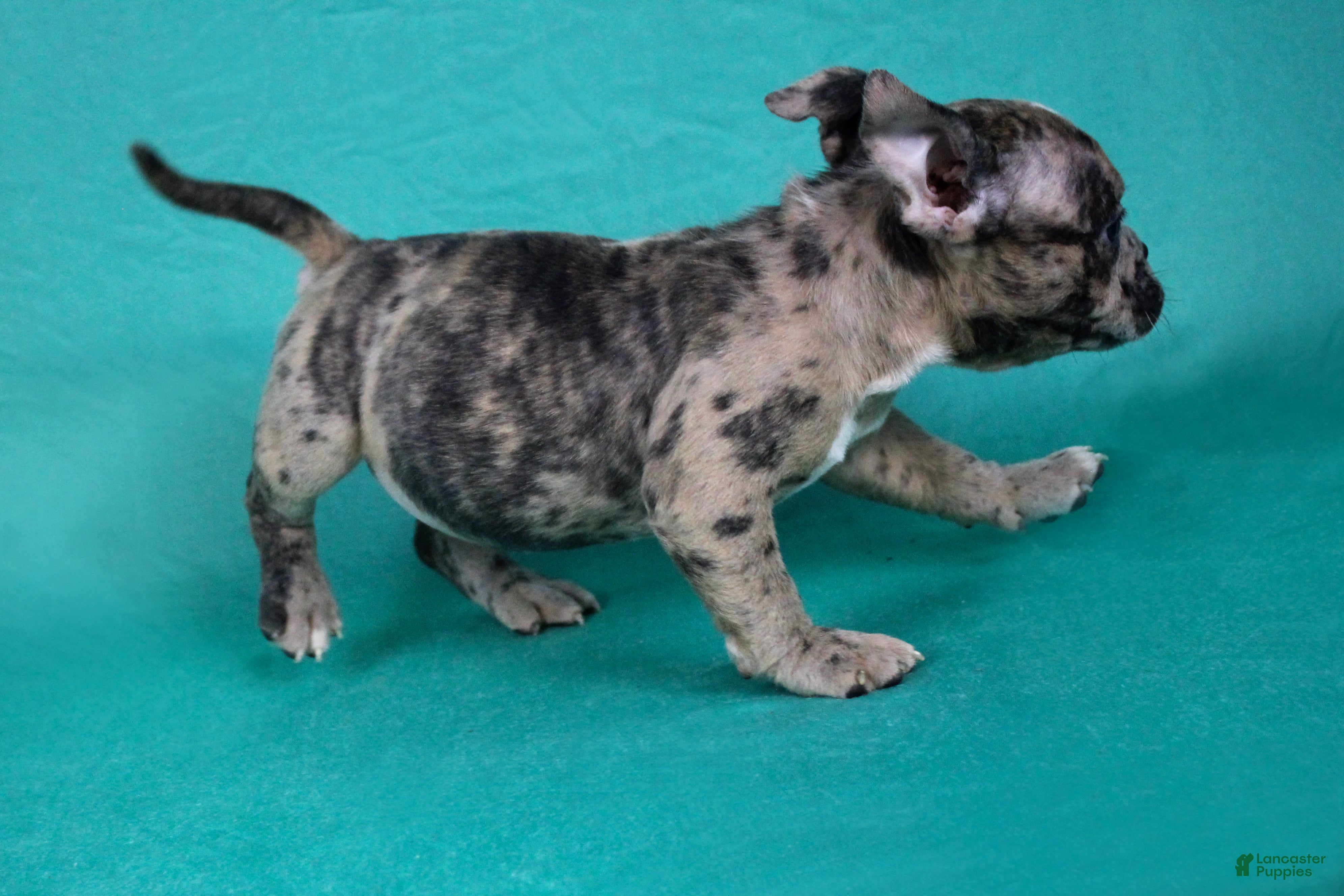 American Bully dogs Black Brindle Merle Female - Ad 2