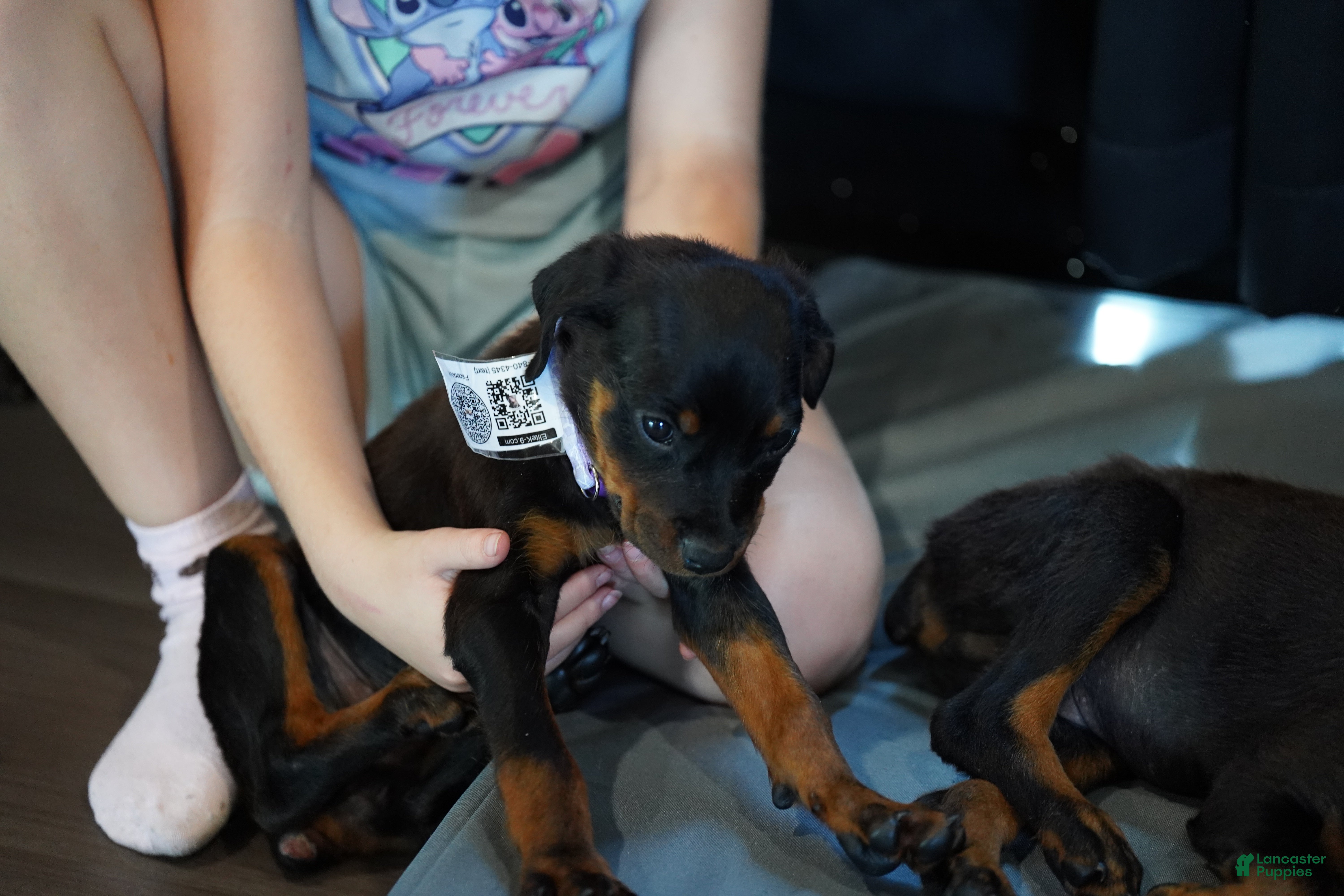 Rottweiler dogs Purple Collar - Ad 24