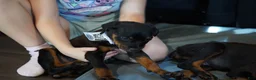 Rottweiler dogs for sale: Purple Collar - Ad 2