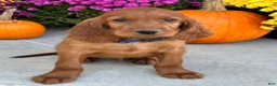 Irish Setter dogs for sale: Ralph - Ad 5