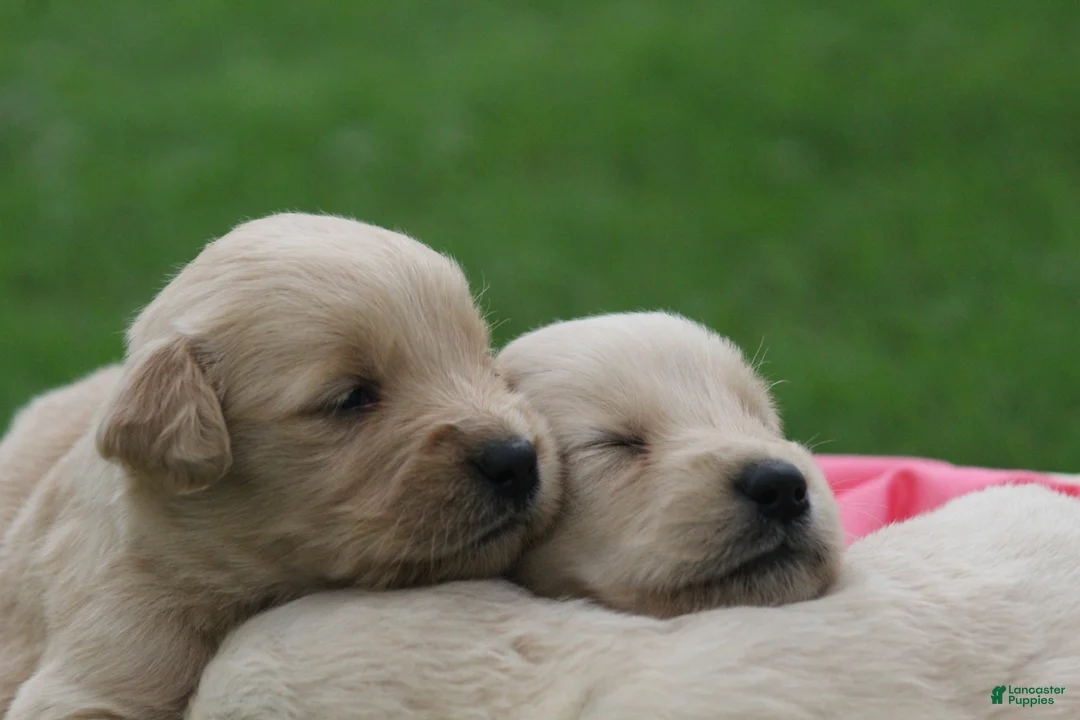 Golden Retriever dogs for sale: Daisy  - Ad 7