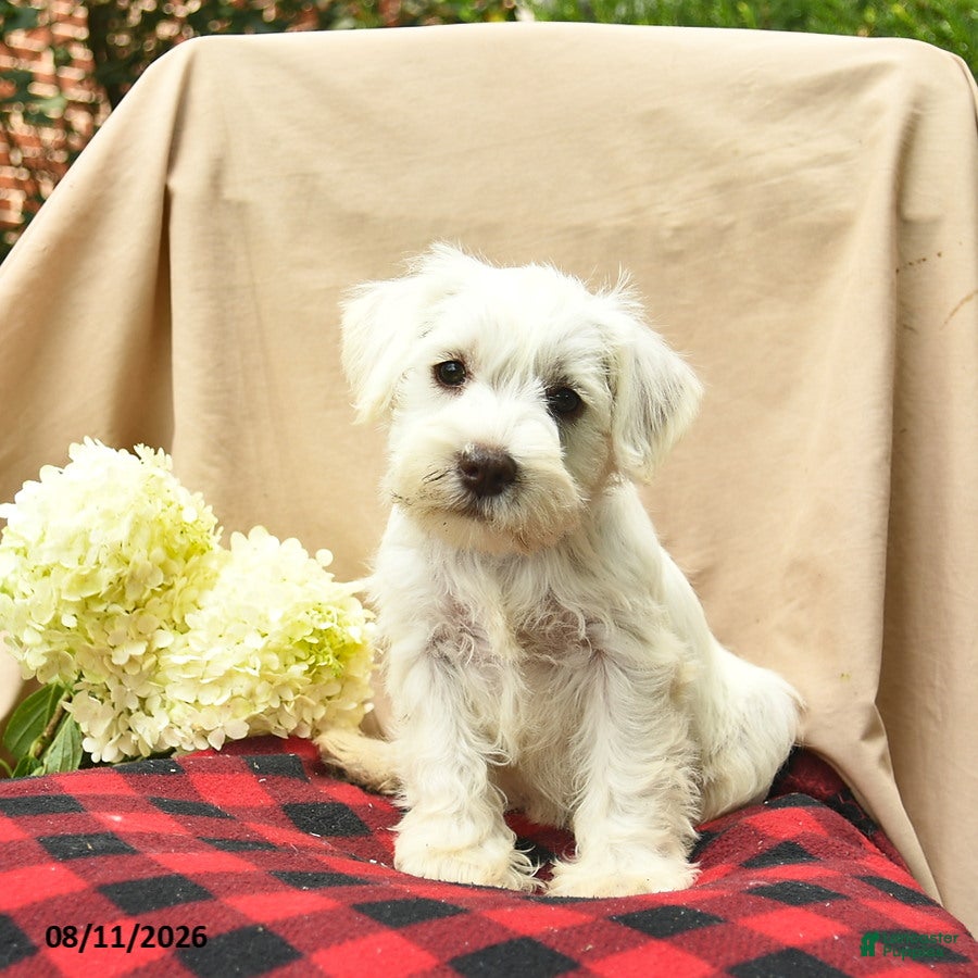 Miniature Schnauzer dogs Lilah  - Ad 2