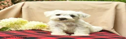 Miniature Schnauzer dogs for sale: Lilah  - Ad 2