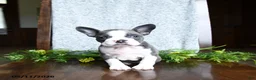 Boston Terrier dogs for sale: Ellie - Ad 3