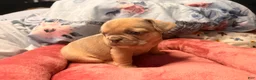 French Bulldog dogs for sale: Jack Daniels - Ad 3