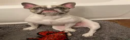 French Bulldog dogs for sale: French Bulldog Puppy 1 - Ad 4