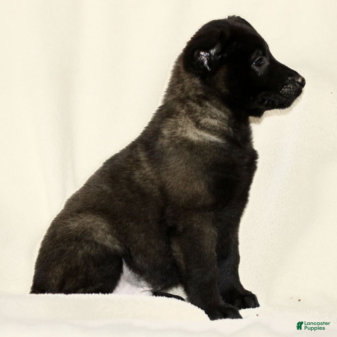 Belgian Malinois dogs for sale: Corbin  - Ad 2