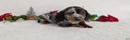 Miniature Dachshund dogs for sale: Xander  - Ad 8