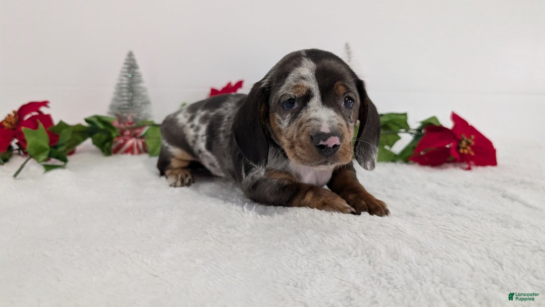 Miniature Dachshund dogs for sale: Xander  - Ad 8