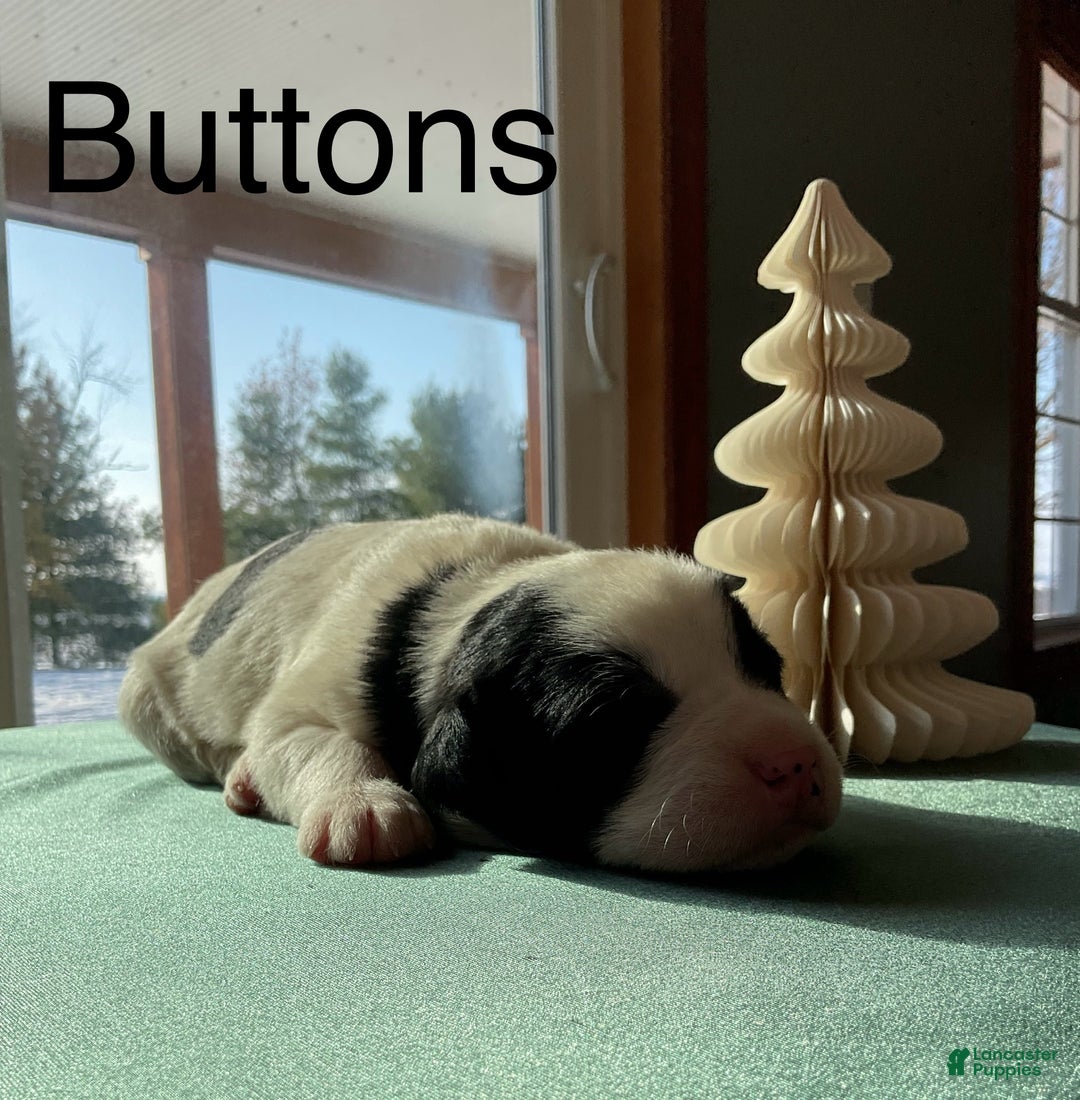 Mixed Breed dogs for sale: Buttons - Ad 3