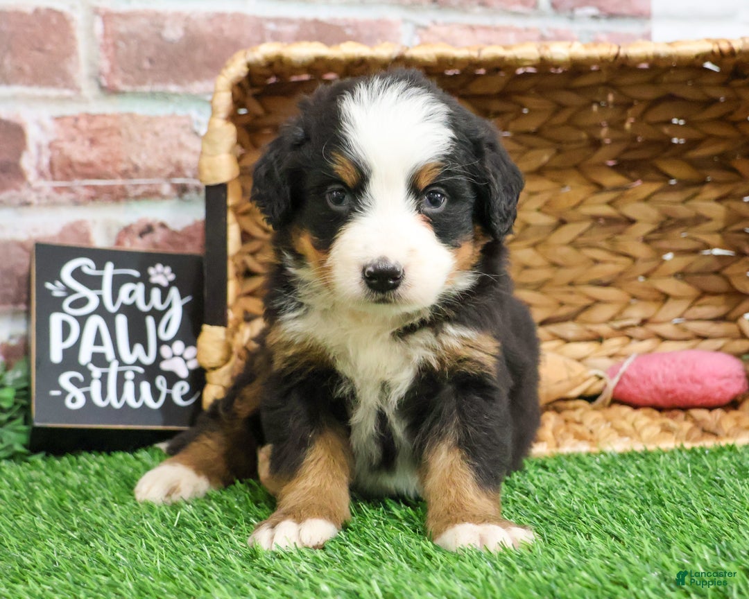 Bernese Mountain Dog dogs for sale: Holly  - Ad 3