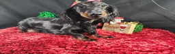 Miniature Dachshund dogs for sale: Miniature Dachshund 2 - Ad 4