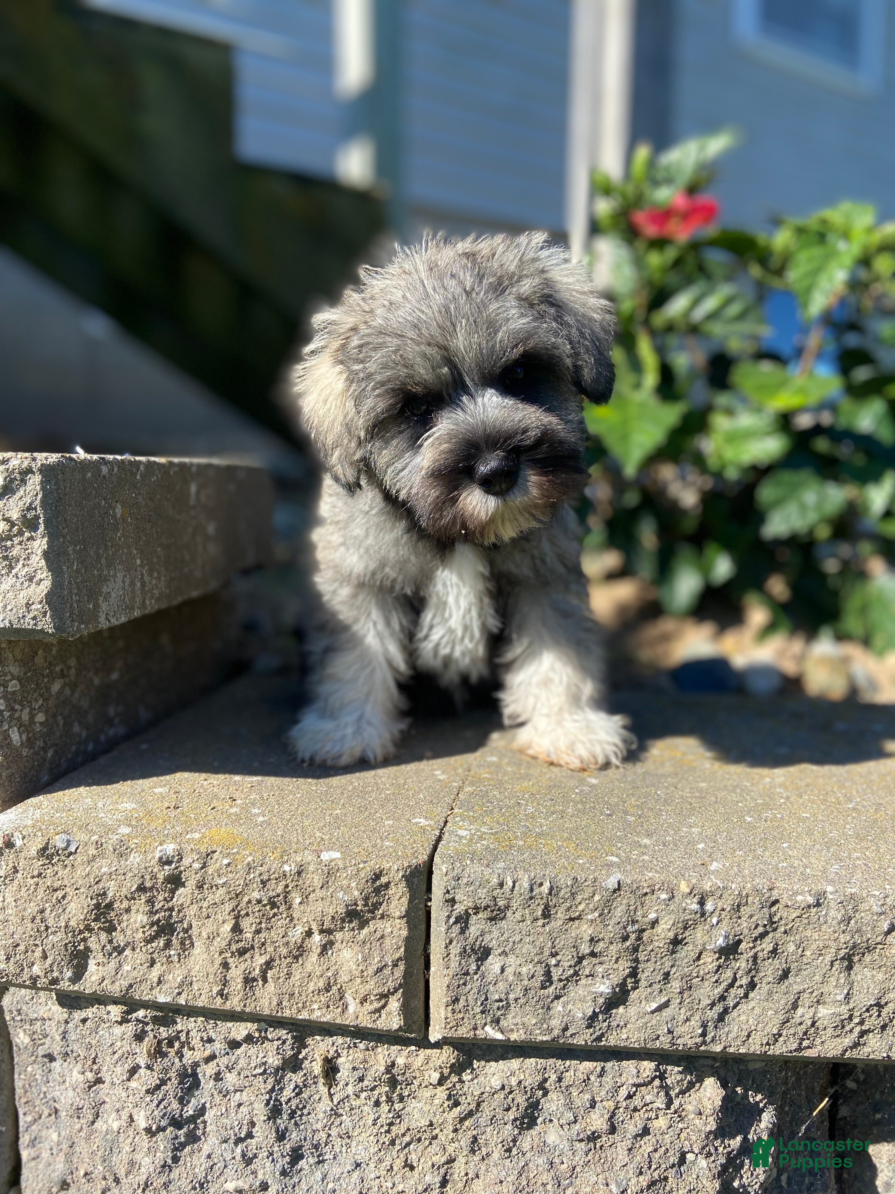 Miniature Schnauzer dogs Dean - Ad 1