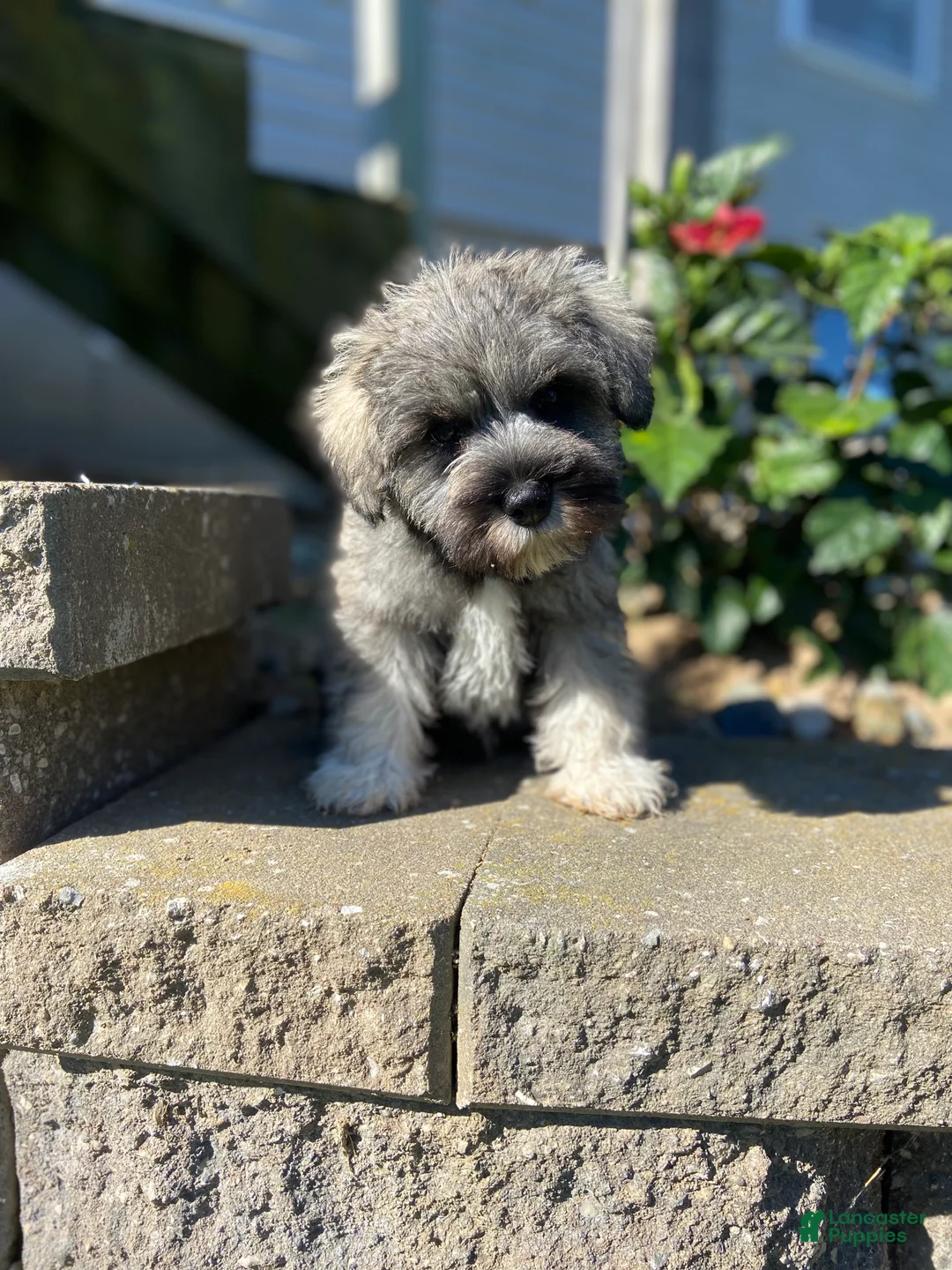 Miniature Schnauzer dogs for sale: Dean - Ad 1