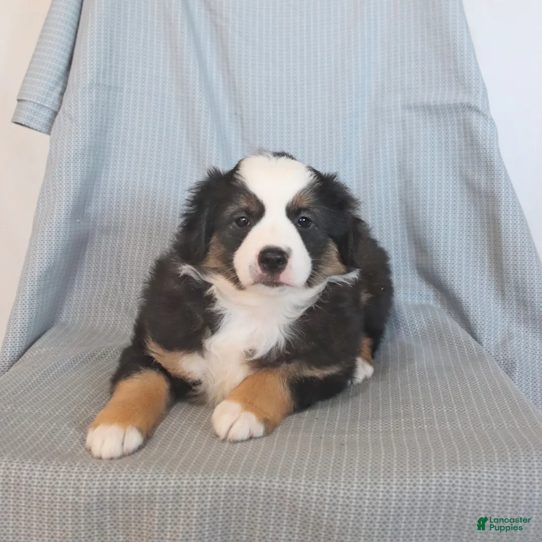 Miniature Australian Shepherd dogs for sale: Shadow - Ad 1