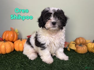 Shihpoo dogs Oreo - Ad 22