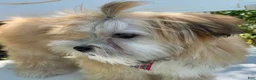 Morkie dogs for sale: Nacho - Ad 12
