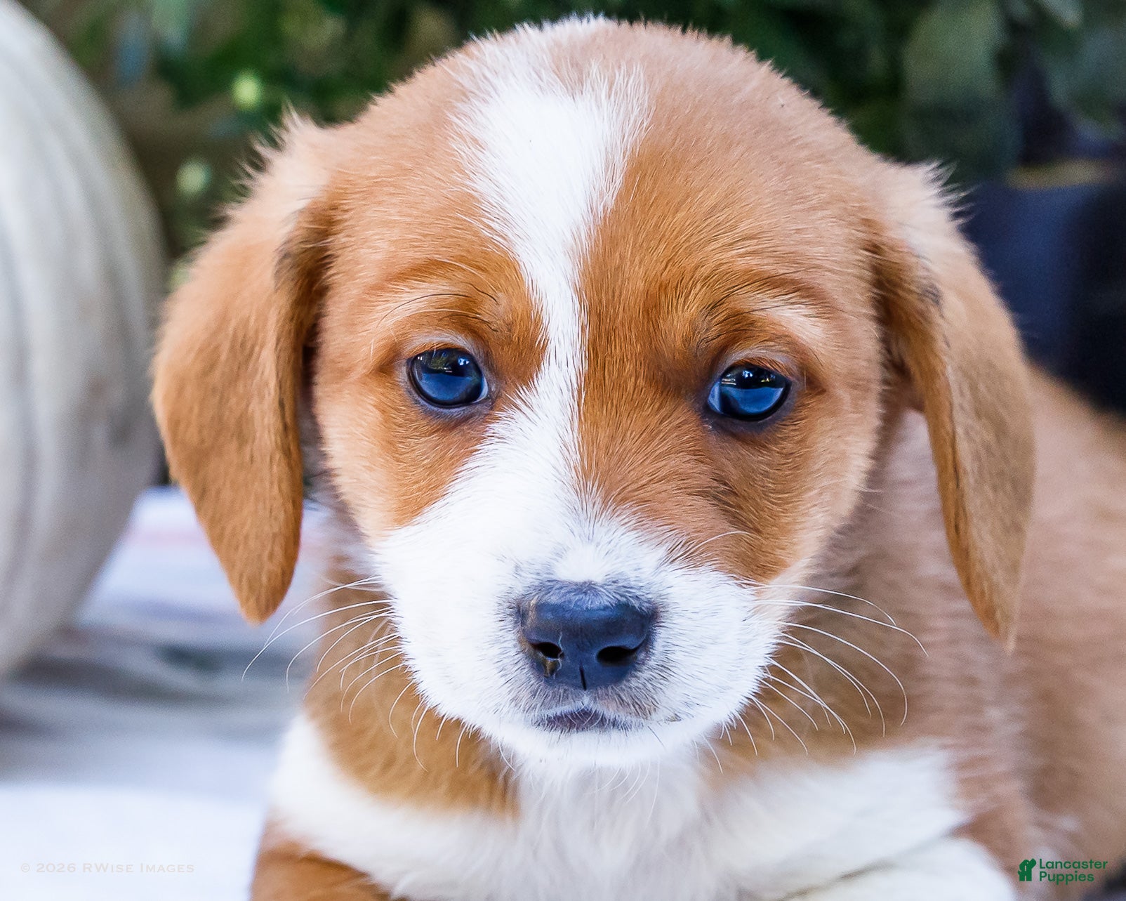 Mixed Breed dogs Buddy - Ad 2