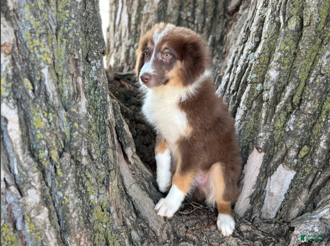 Australian Shepherd dogs for sale: RED TRI MALE - Ad 3