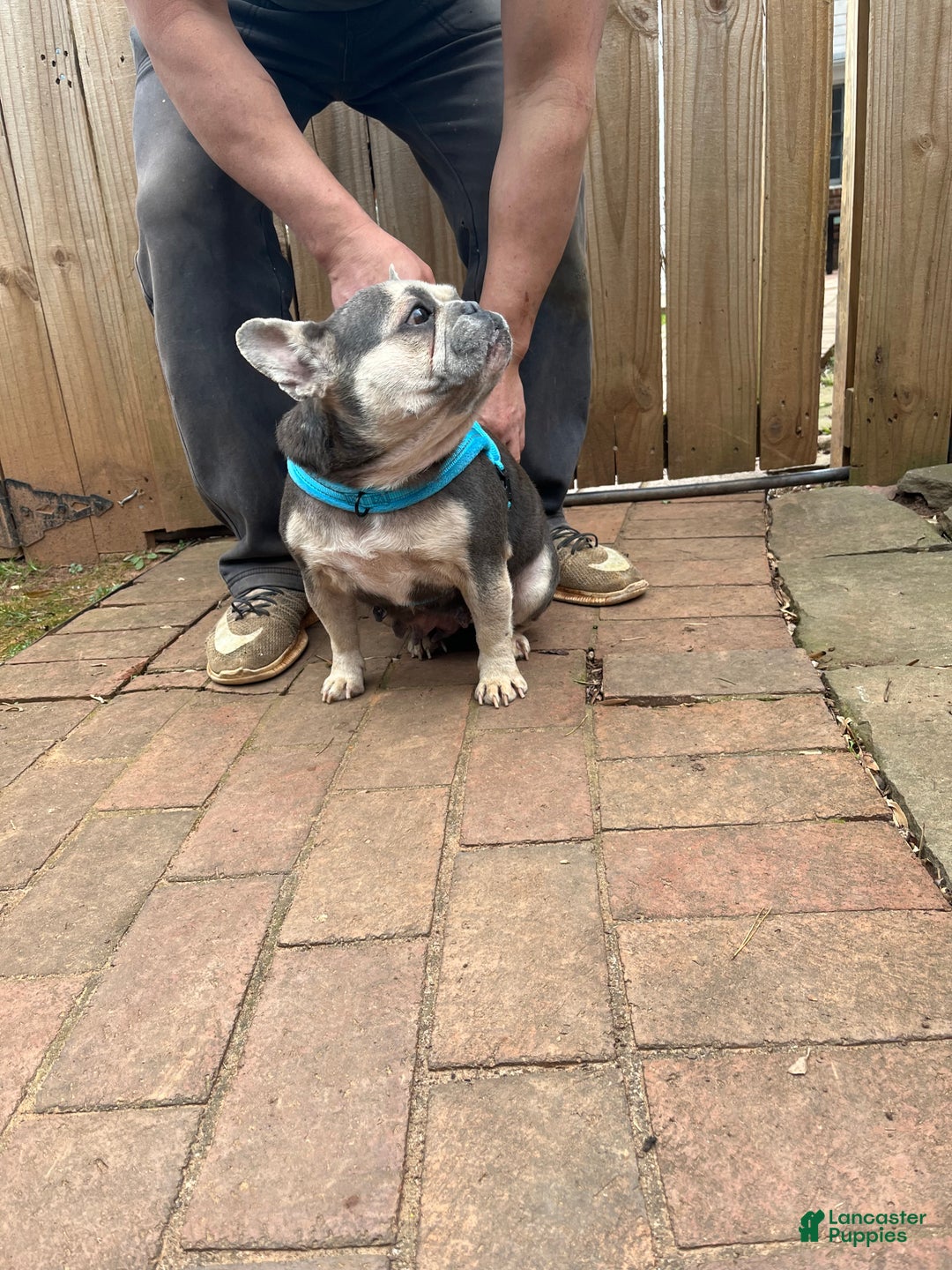 French Bulldog dogs for sale: French Bulldog Puppy 1 - Ad 3