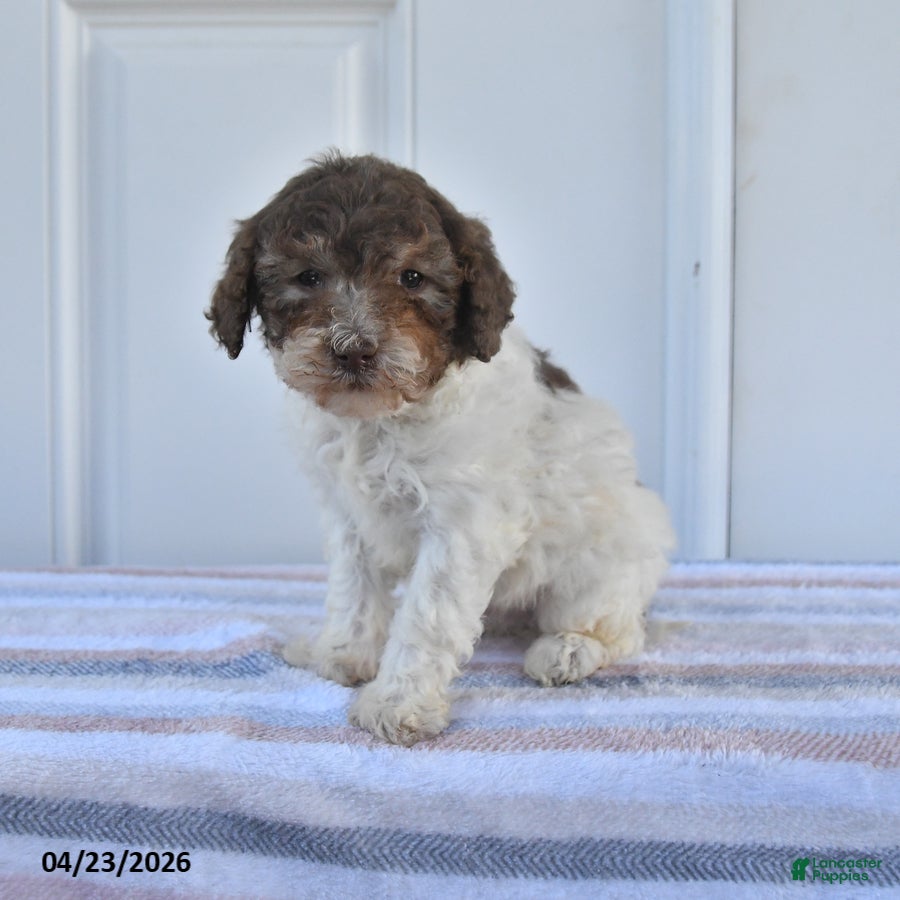 Miniature Poodle dogs Andy - Ad 1