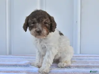 Miniature Poodle dogs for sale: Andy - Ad 1