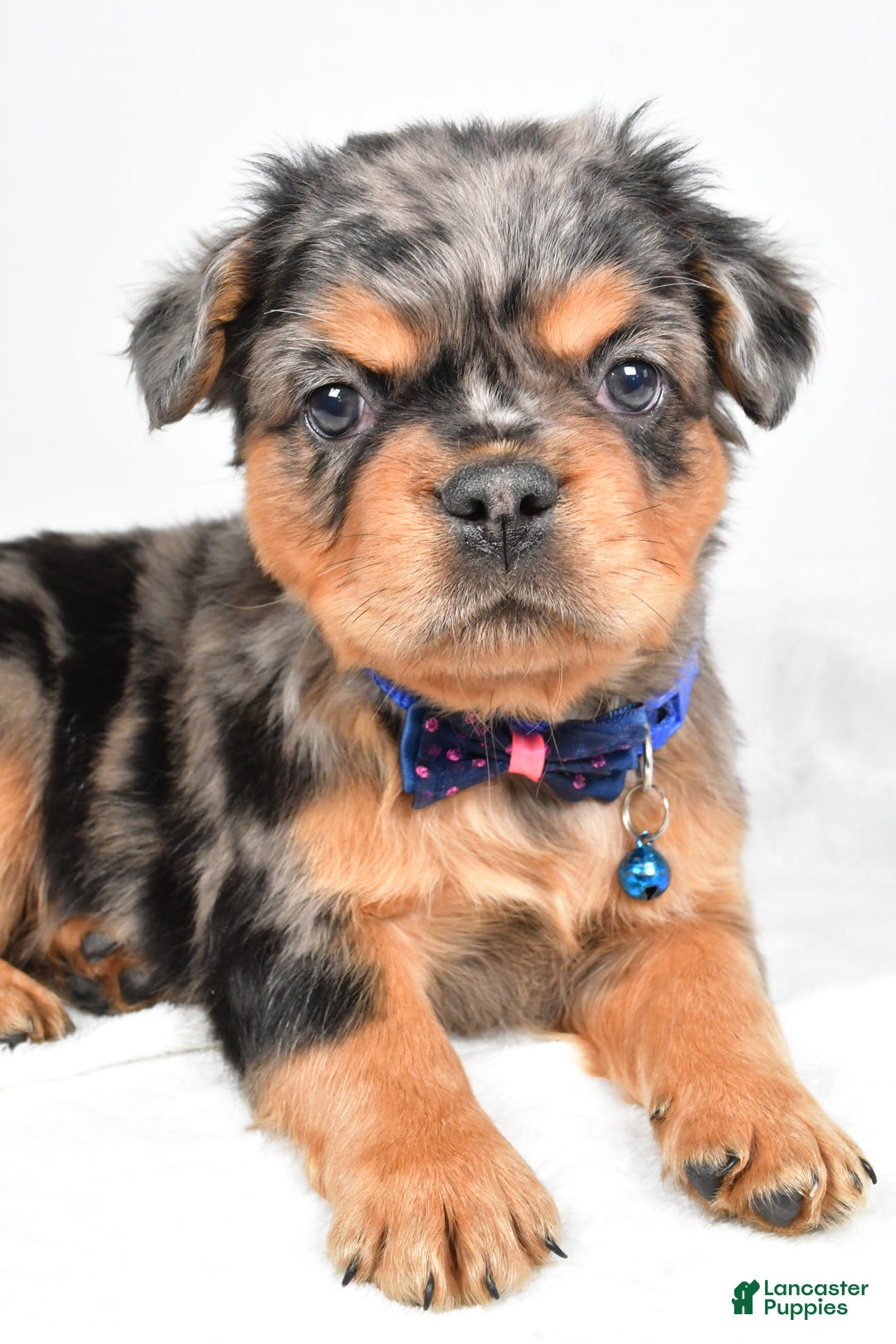 French Bulldog dogs for sale: Maxwell - Ad 6