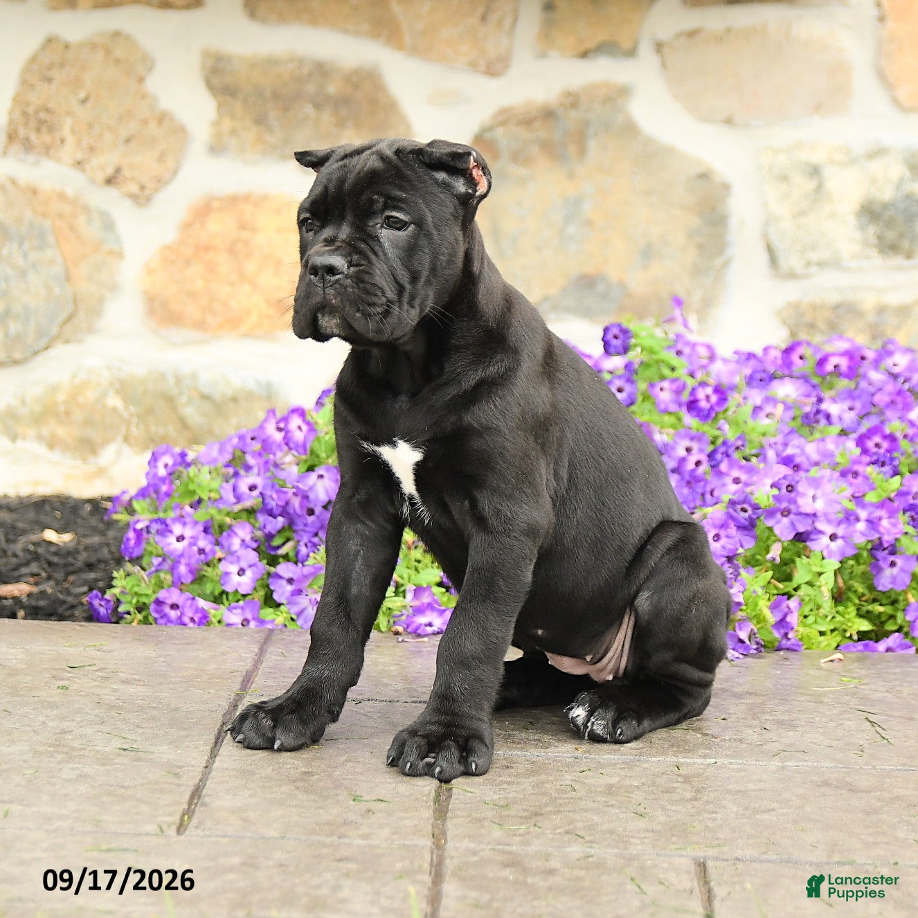 Cane Corso dogs Chara  - Ad 2