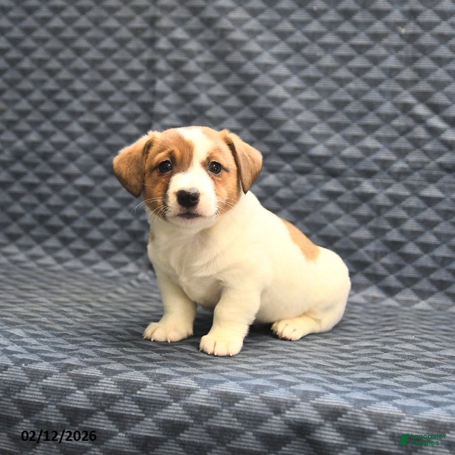 Jack Russell Terrier dogs Nate - Ad 4