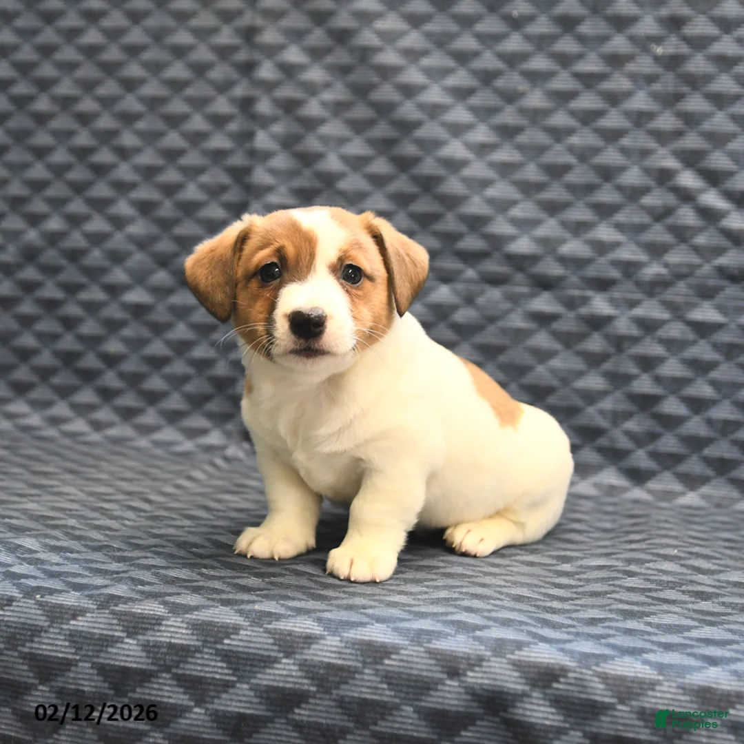 Jack Russell Terrier dogs for sale: Nate - Ad 1