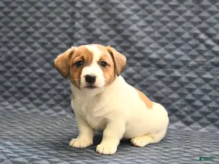 Jack Russell Terrier dogs Nate - Ad 4