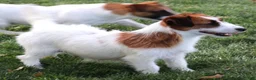 Jack Russell Terrier dogs for sale: Smith is white w/ tri markings - Ad 5