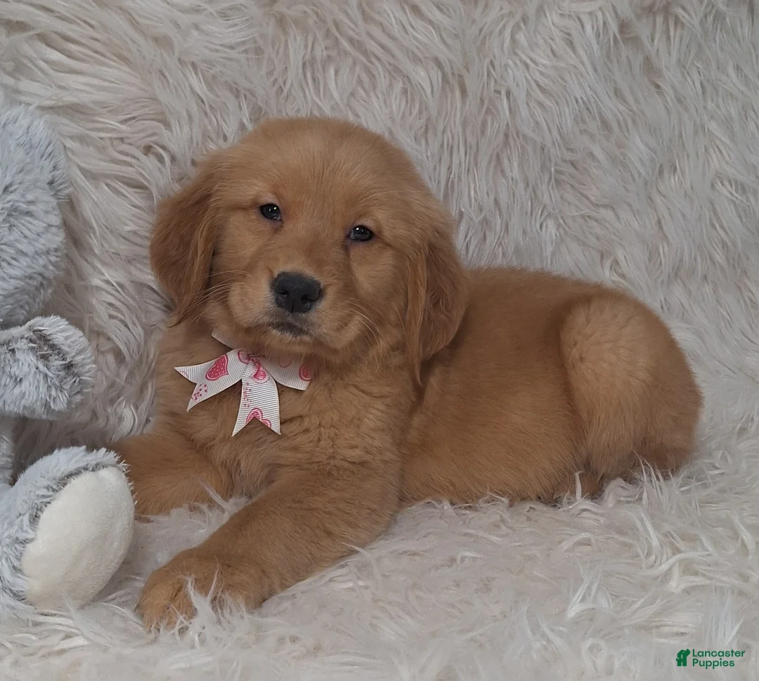 Golden Retriever dogs for sale: Calico - Ad 3