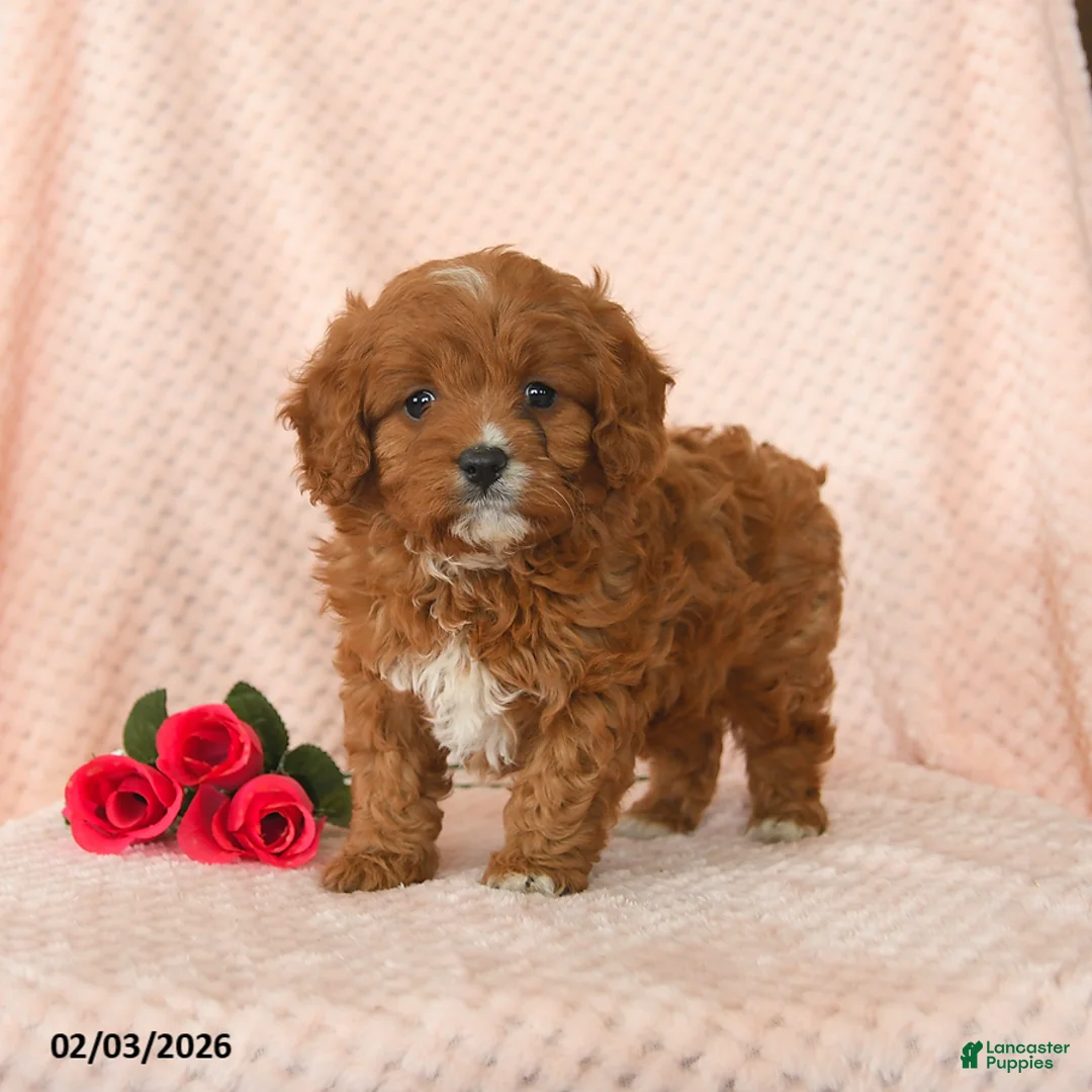 Cavapoo dogs for sale: Dash - Ad 2