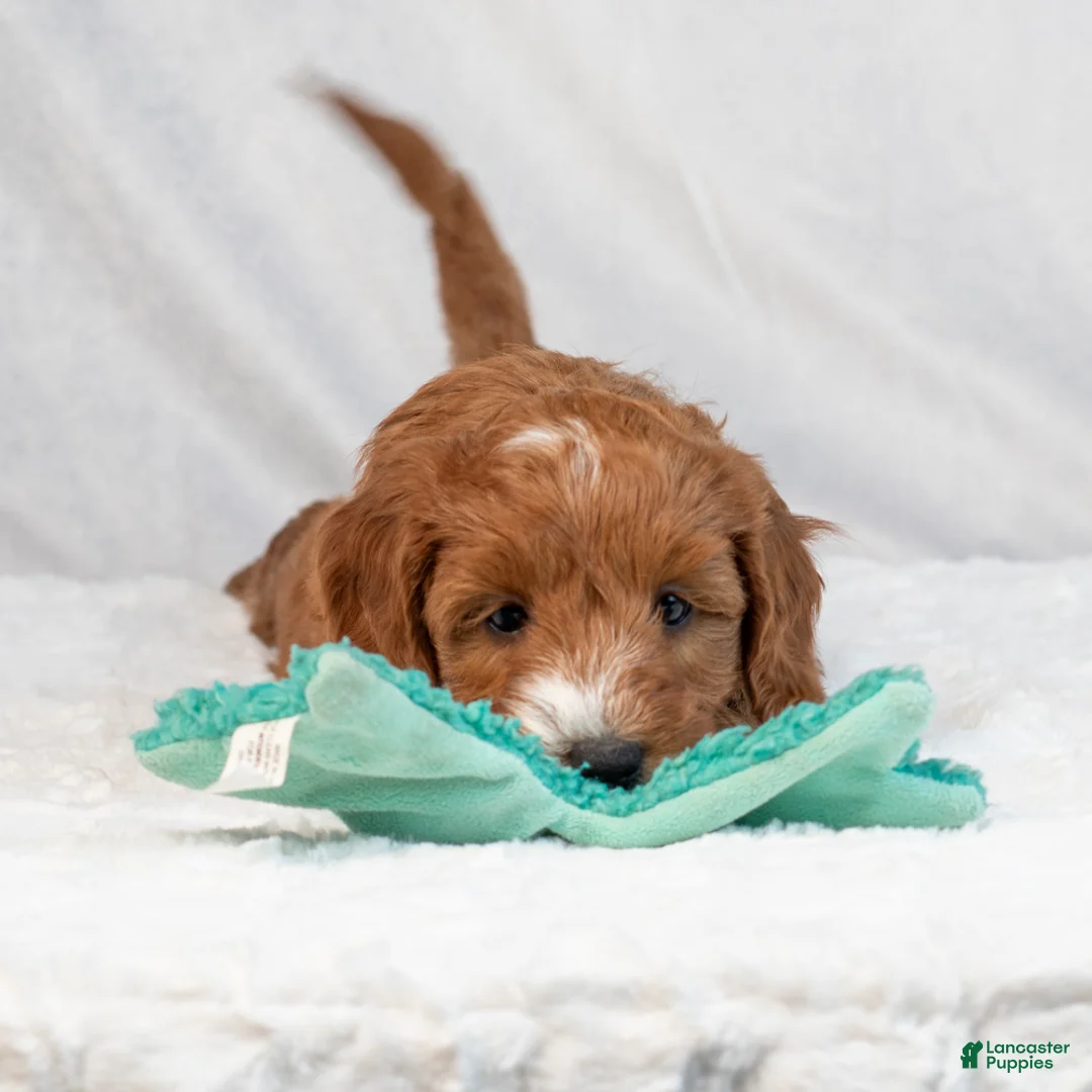 Mini Goldendoodle dogs for sale: Bonnie - Ad 4