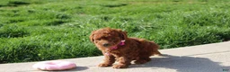 Bichpoo dogs for sale: Freya  - Ad 2