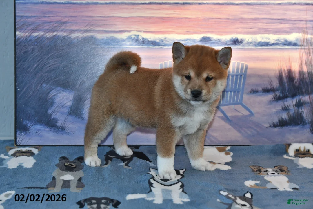 Shiba Inu dogs for sale: Abby - Ad 2
