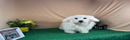 Mixed Breed dogs for sale: Mixed Breed 1 - Ad 5
