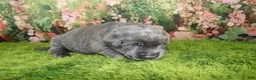 Labrador Retriever dogs for sale: Wren - Ad 5