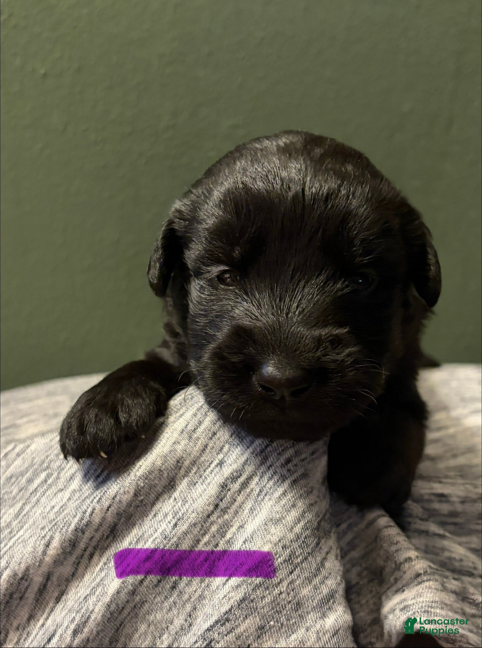 Mixed Breed dogs Belgian x Giant Schnauzer mix 9 purple collar - Ad 24