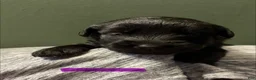 Mixed Breed dogs for sale: Belgian x Giant Schnauzer mix 9 purple collar - Ad 1