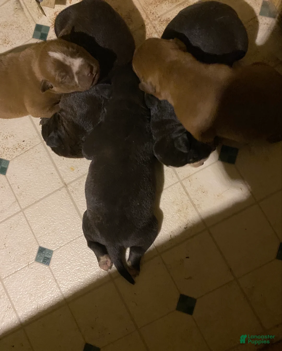 Mixed Breed dogs for sale: Biggie - Ad 5