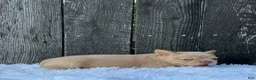 French Bulldog dogs for sale: Charlie - Ad 10