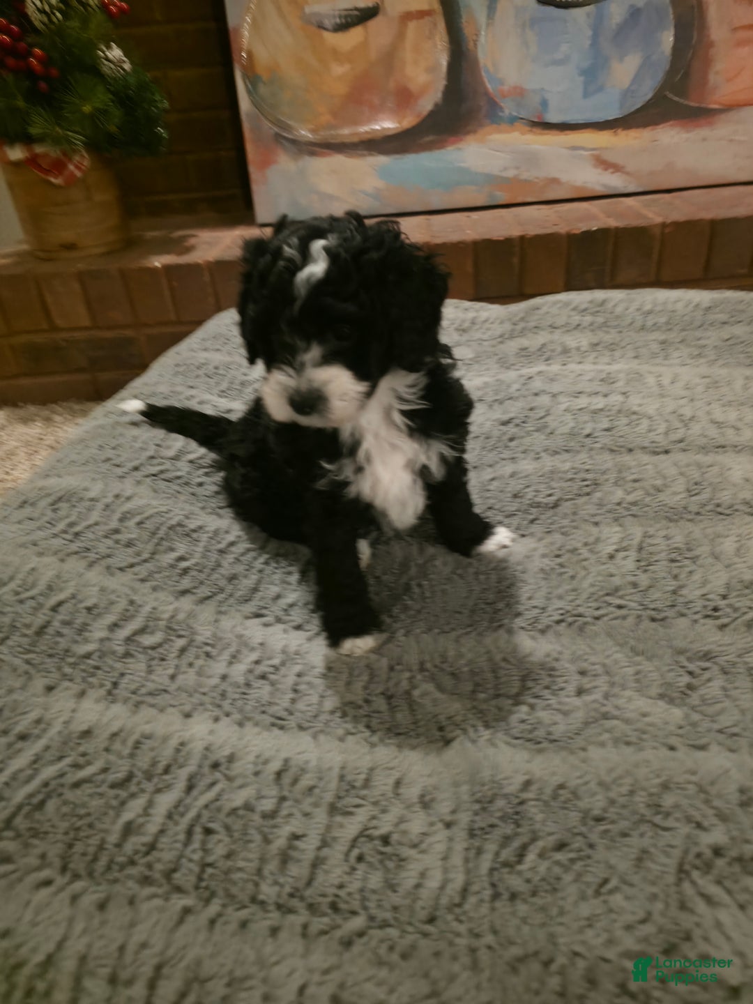 Mini Bernedoodle dogs for sale: Betty - Ad 2